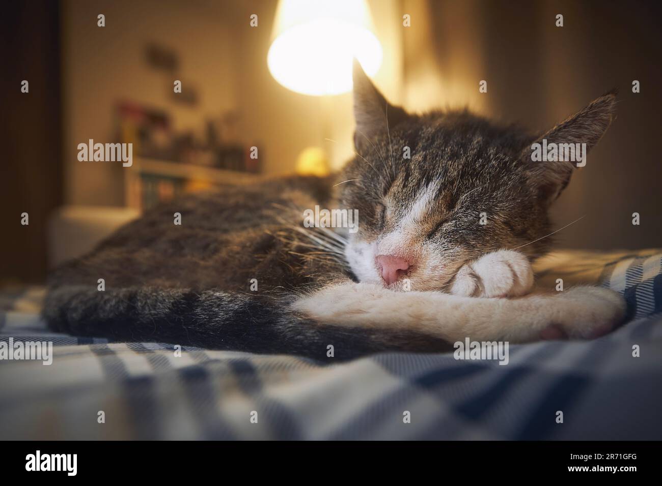 Süße alte Katze, die auf dem Bett liegt und nachts in einem gemütlichen Schlafzimmer schläft. Haustier im Seniorenalter. Stockfoto