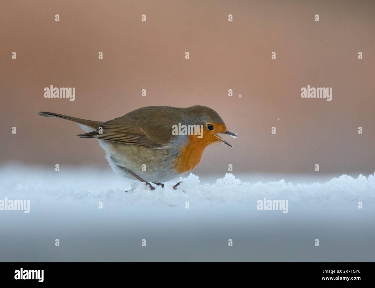 Robin, Erithacus rubecula, Single Vogel steht im Schnee, Dumfries, Schottland, Stockfoto