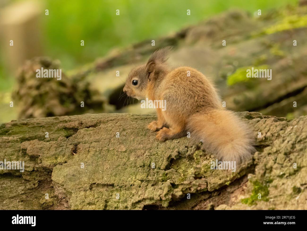 Ein süßes und winziges schottisches Eichhörnchen im Wald, das nach Essen sucht Stockfoto