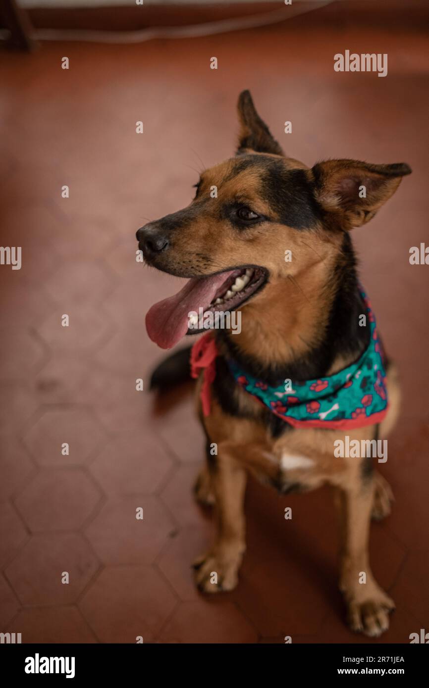 Bezauberndes Hundecharisma: Ein sanfter, freundlicher und fesselnder Hund, der Verspieltheit und unwiderstehliche Zuneigung ausstrahlt Stockfoto