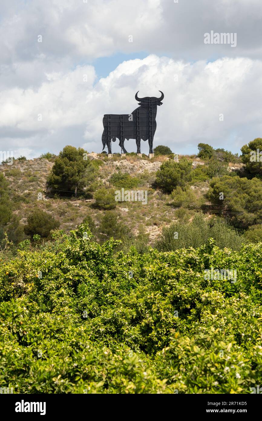 Osborne Bulle auf einem Berg Stockfoto