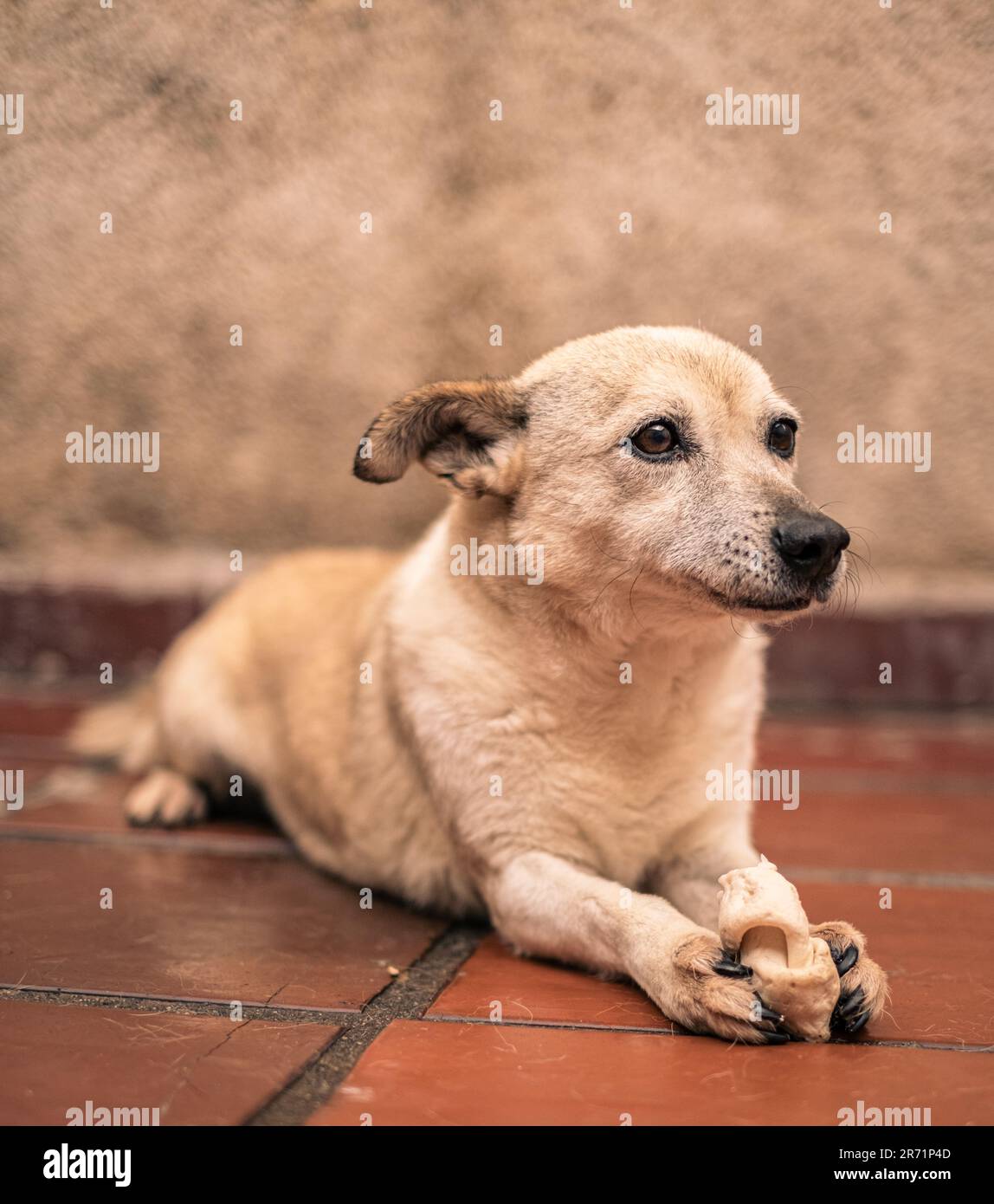 Bezauberndes Hundecharisma: Ein sanfter, freundlicher und fesselnder Hund, der Verspieltheit und unwiderstehliche Zuneigung ausstrahlt Stockfoto