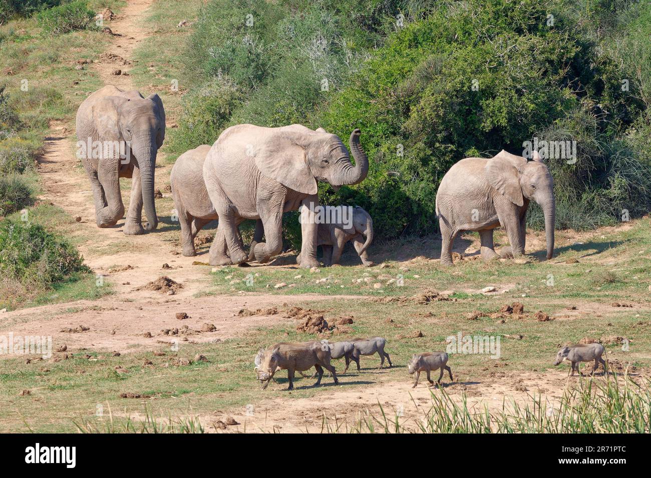Afrikanische Buschelefanten (Loxodonta africana), Herde mit Elefantenbaby, die in Richtung Wasserloch geht, Warzenschweine (phacochoerus africanus), Passgruppe, Addo Stockfoto