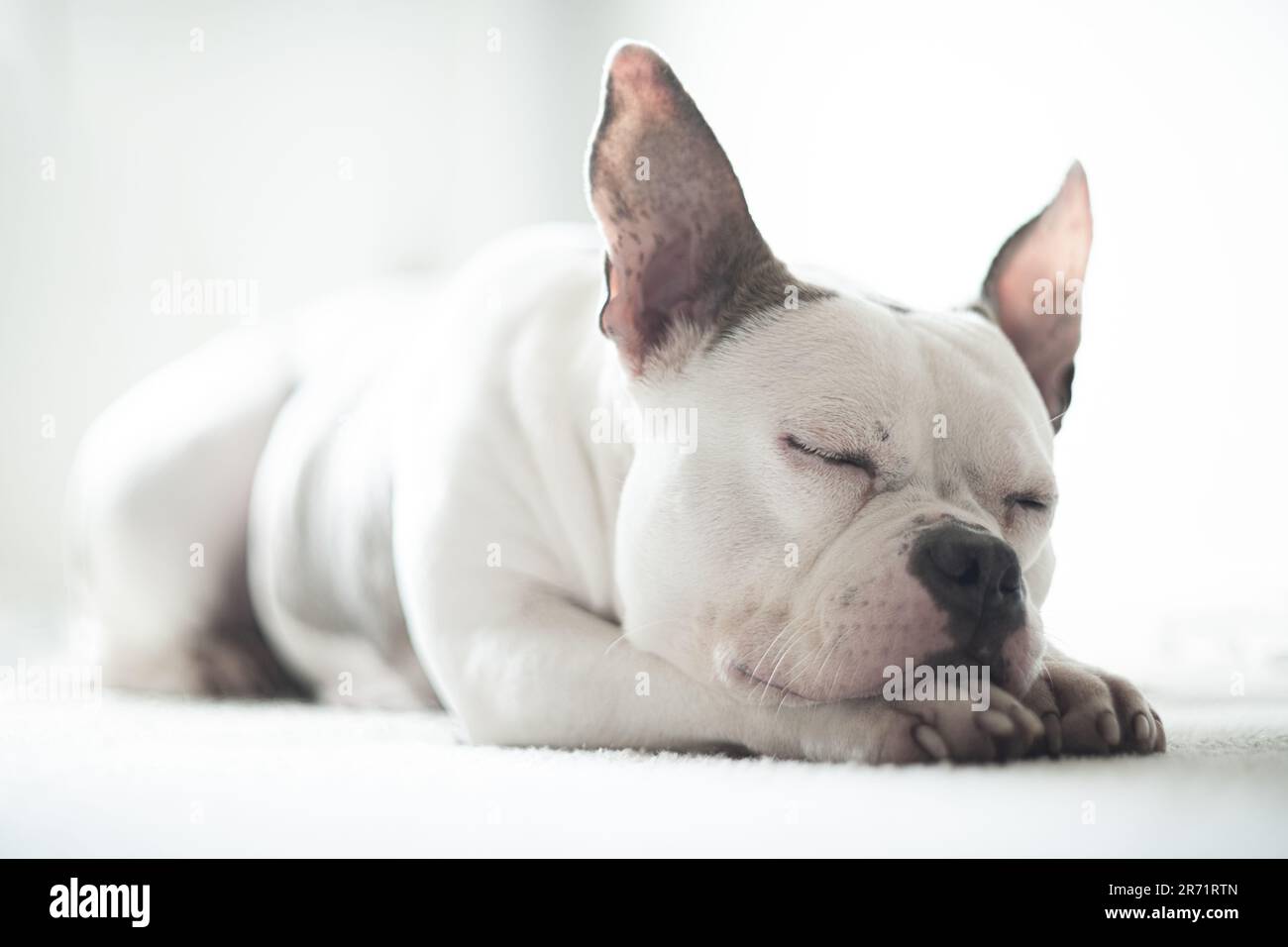 Französische Bulldogge, englische Staffordshire Terrier Mix-Posen für ein Porträt Stockfoto