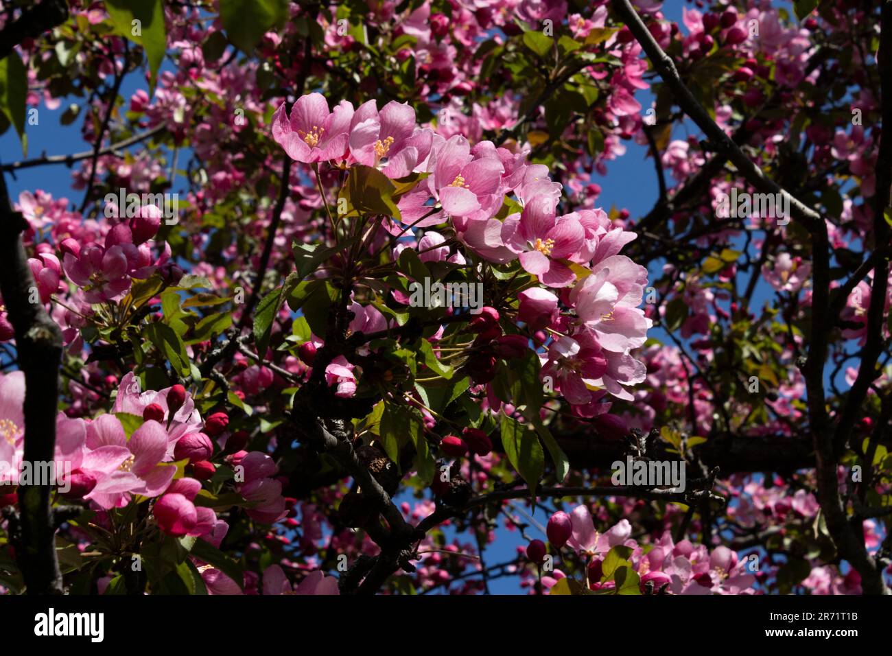 Eine Reihe rosafarbener Krabbenblüten entlang eines Astes; natürliche Symmetrie. Stockfoto