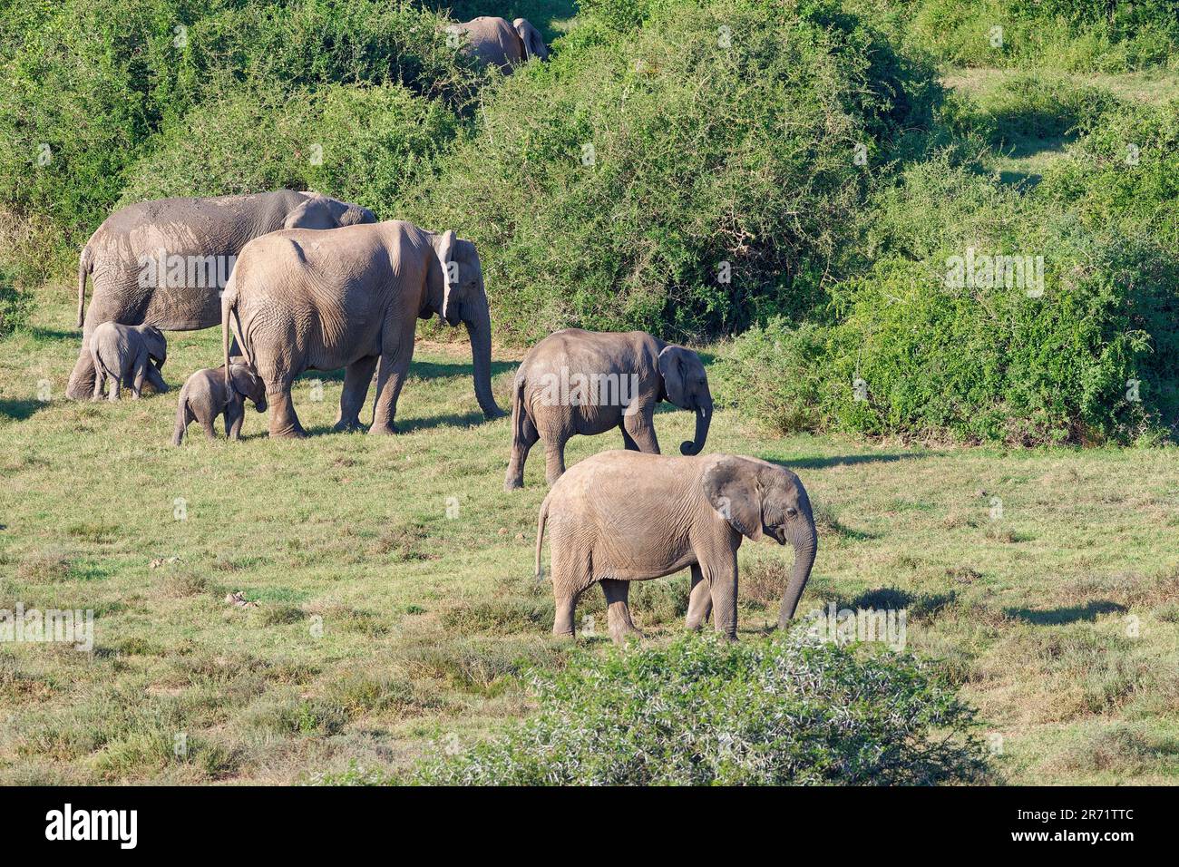 Afrikanische Buschelefanten (Loxodonta africana), Herde, Mutter mit Babys und junge Fütterung von Gras, Addo Elephant NP, Ostkap, Südafrika, Afrika Stockfoto