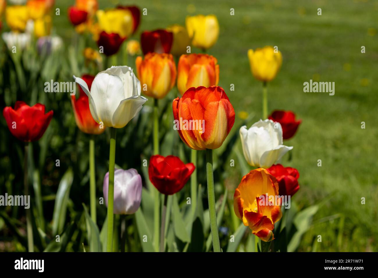 Eine Mandarine Tulpe hebt sich zwischen Weiß, Rot und Gelb hervor Stockfoto