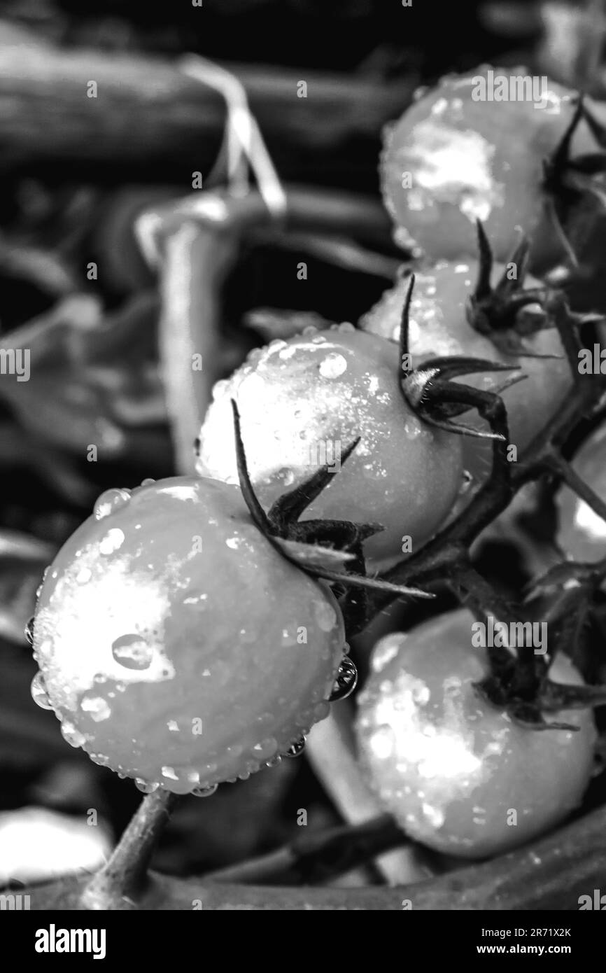 Kleine unreife Tomaten, die noch auf der Rebe wachsen, mit schwarzen und weißen Wassertropfen bedeckt. Stockfoto
