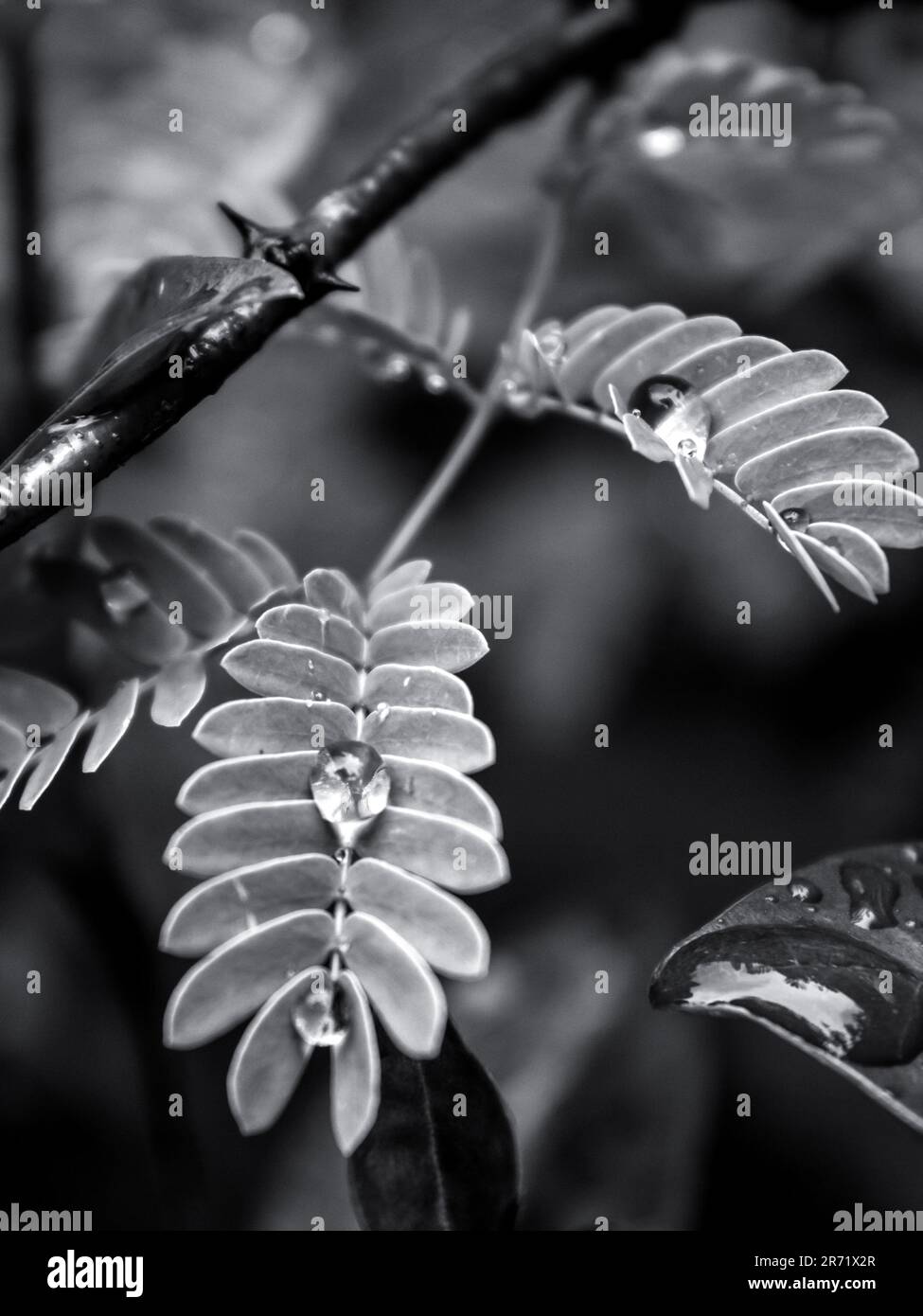 Schwarzweiß-Ansicht sphärischer Wassertropfen, Waagen auf den kleinen fernähnlichen Blättern eines Akazienbaums Stockfoto