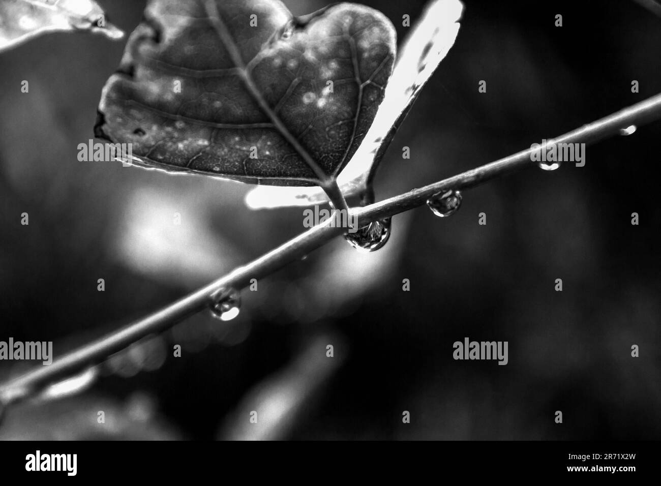 Wassertröpfchen hängen an einem kleinen, dünnen Blattstiel in Schwarz und Weiß Stockfoto