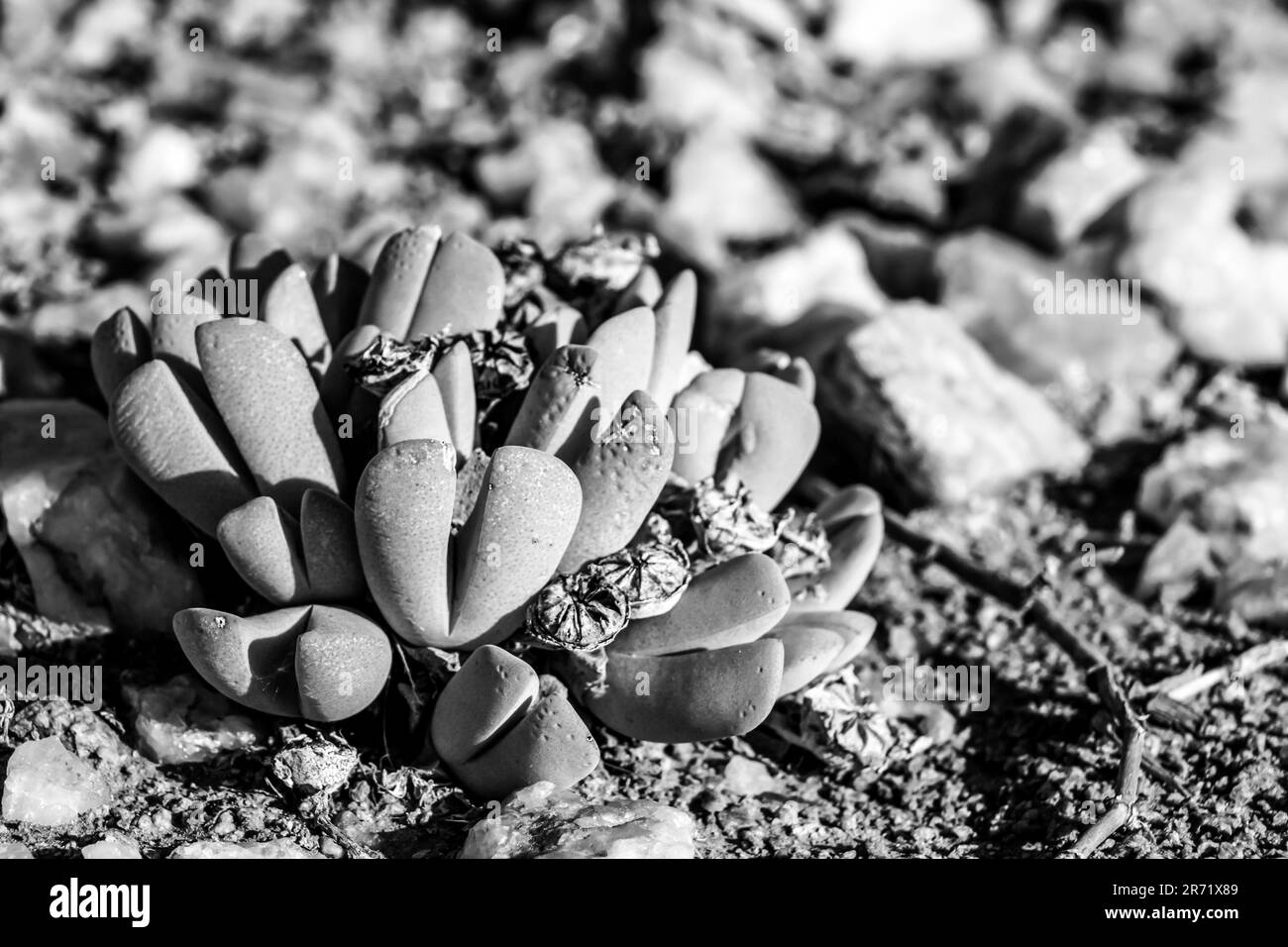 Ein kleines Sukkulent in Schwarz und Weiß, das in der felsigen Wüste des Richtersveld Nationalparks wächst Stockfoto