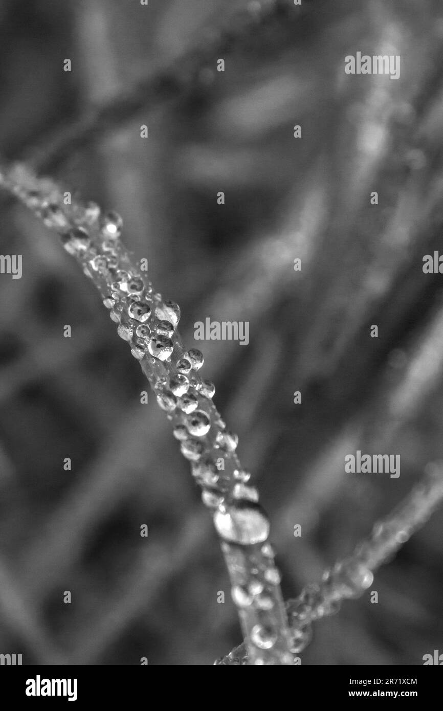 Sphärische Wassertröpfchen auf einer einzelnen Grashalme in Schwarz und Weiß zur Hervorhebung von Struktur und Formen. Stockfoto