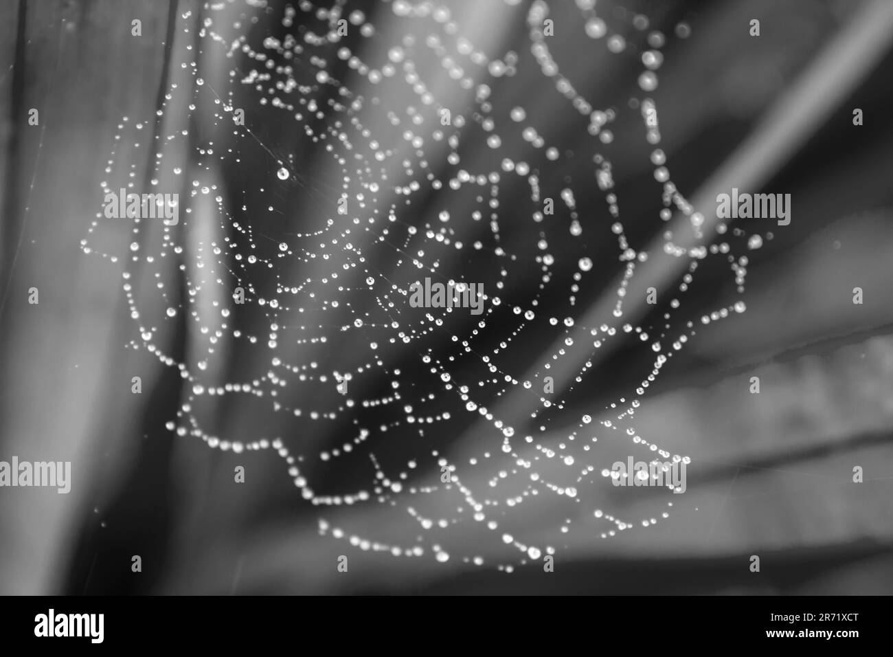Monochrome Nahaufnahme eines kleinen Spinnennetzes, bedeckt mit Tautropfen am frühen Morgen Stockfoto