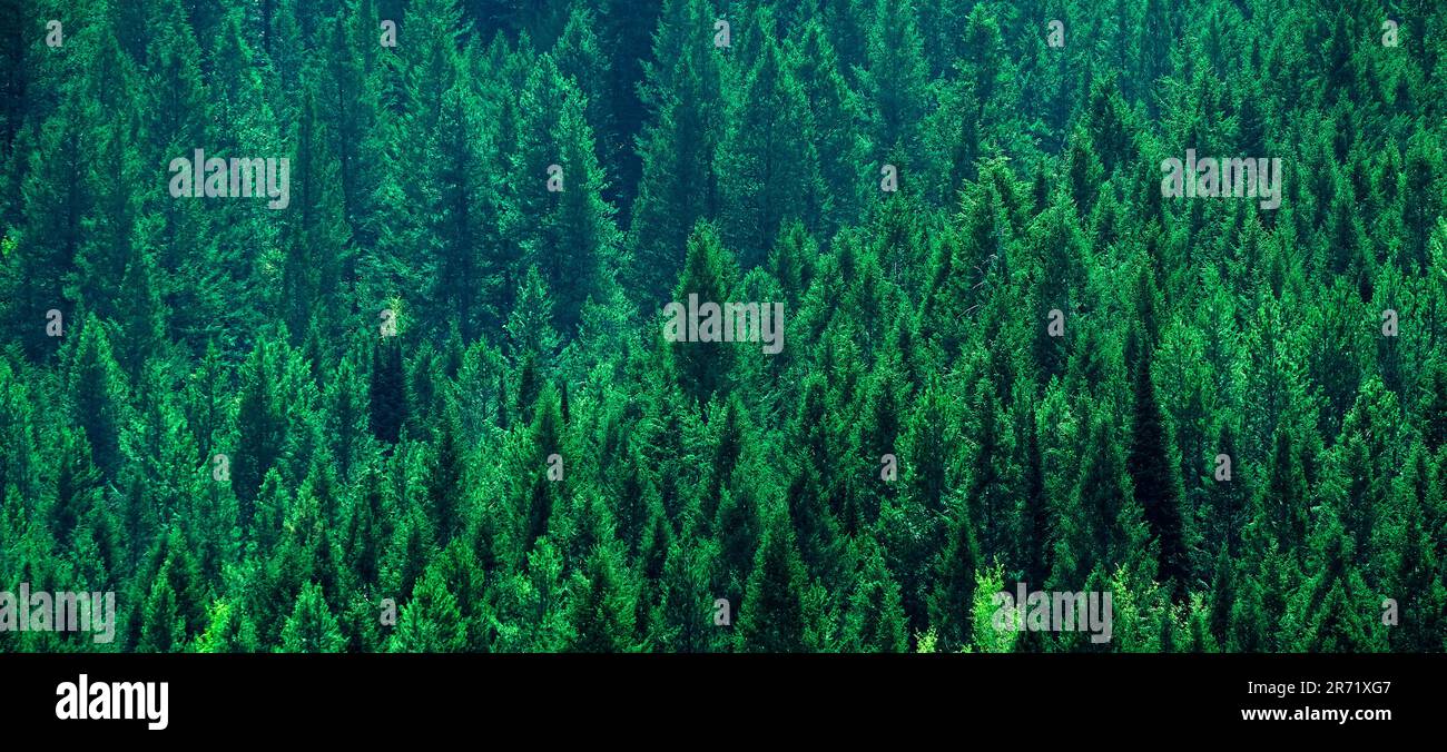 Üppiger grüner Kiefernwald auf Berghang Symbol für gesunde Umwelt Stockfoto