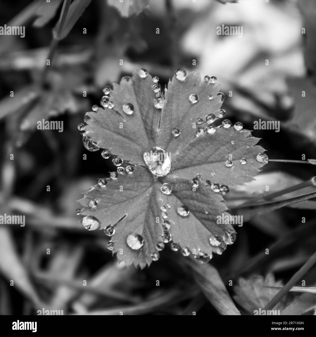 Wassertropfen auf kleinen Blättern in Schwarz und Weiß. Stockfoto