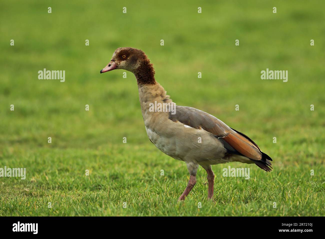 Ägyptische Gans (Alopochen aegyptiacus), ausgewachsene Frau auf Grünland, führte die Art Eccles-on-Sea, Norfolk, Vereinigtes Königreich ein. Dezember Stockfoto