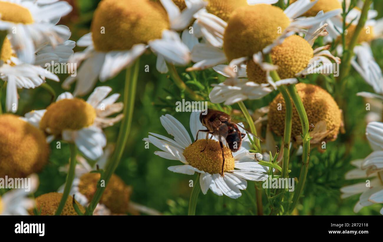 Ein Blumenfliege auf weißen Kamillenblumen an einem Sommertag. Weiße Wildblumen. Bestäubung von Pflanzen durch Insekten. Bienenfliege hoch oben auf weißem D Stockfoto