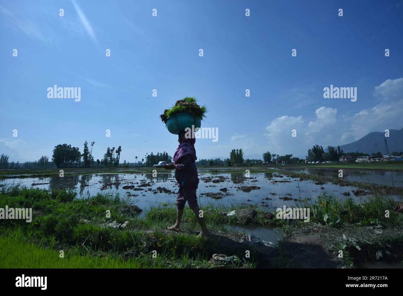 Srinagar, Indien. 11. Juni 2023. Die weibliche Landwirtin Kashmiri läuft am 12. Juni 2023 in Awanti Pora, 40km km (30 Meilen) südlich von Srinagar, in indisch verwaltetem Kaschmir, auf einem Reisfeld, während sie während der Aussaat Körbe mit Dungmist auf ihren Köpfen trägt. (Foto von Mubashir Hassan/Pacific Press) Kredit: Pacific Press Media Production Corp./Alamy Live News Stockfoto