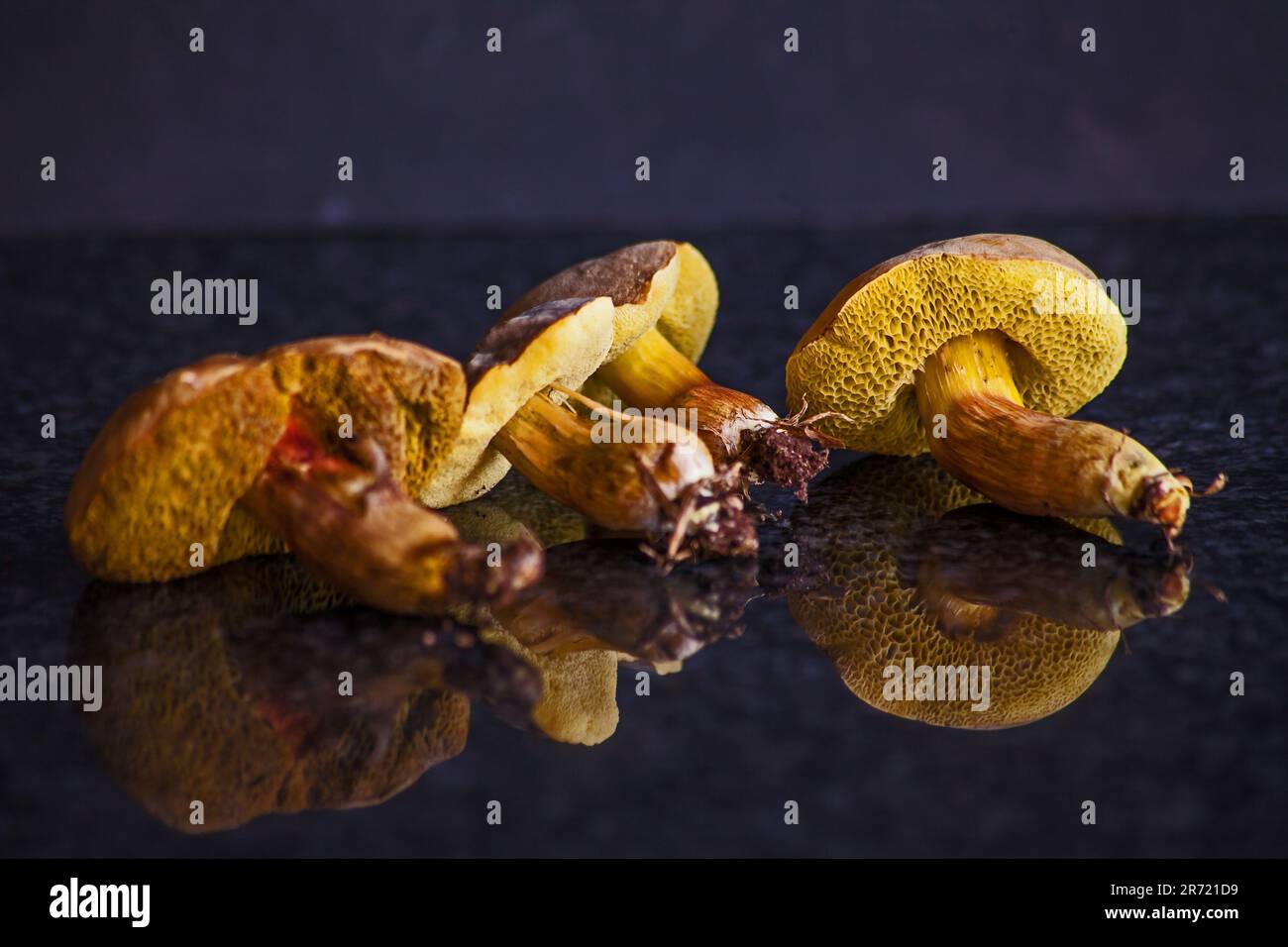 Pilze des Boletus edulis 15356 Stockfoto