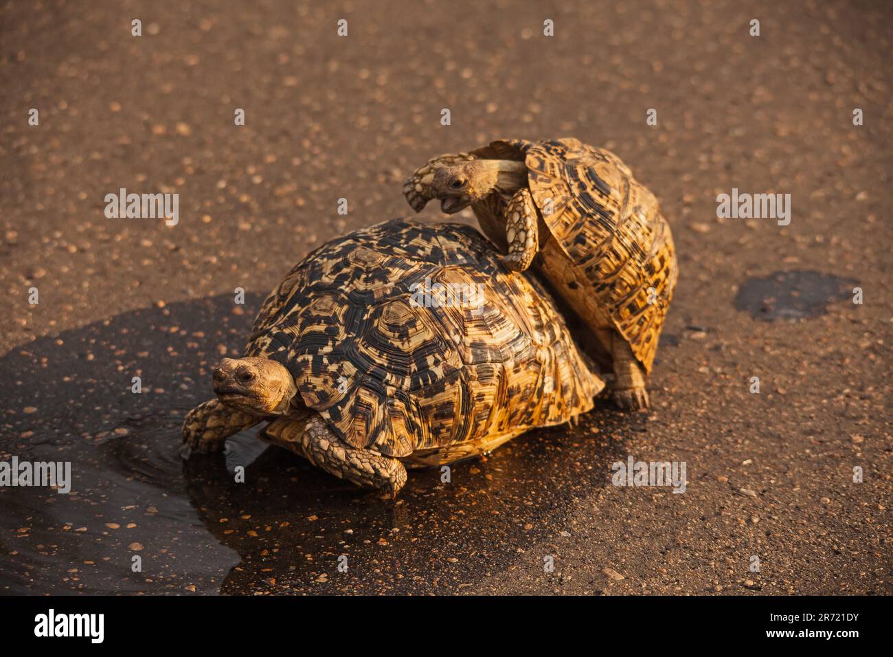 Paarungsschildkröte (Stigmochelys pardalis) 15012 Stockfoto