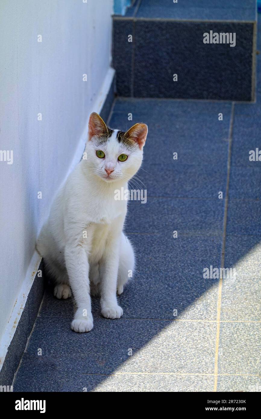 Griechische Katze im Schatten auf der griechischen Insel Kalymnos, in der Dodekanes, Ägäis, Griechenland Stockfoto