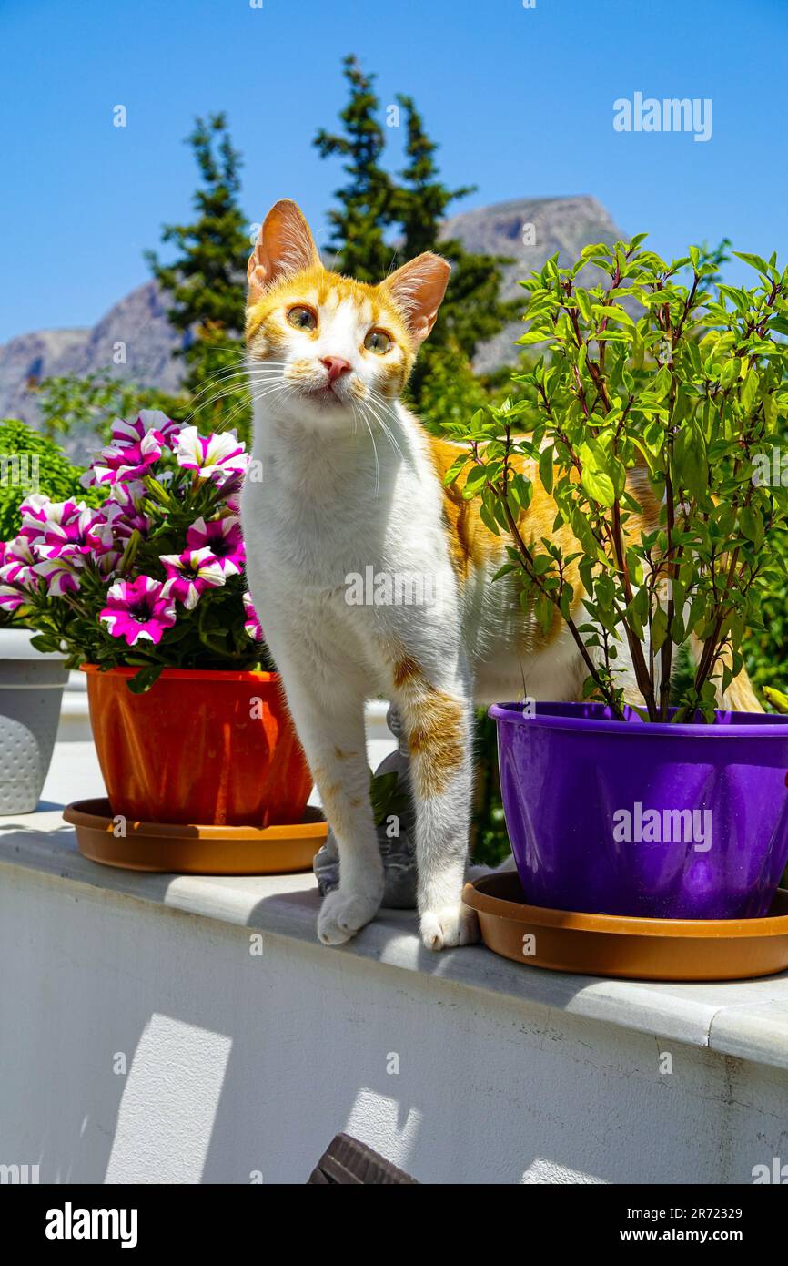 Neugierige griechische Katze und helle Frühlingsblumen auf der griechischen Insel Kalymnos, in der Dodekanes, Ägäis, Griechenland Stockfoto