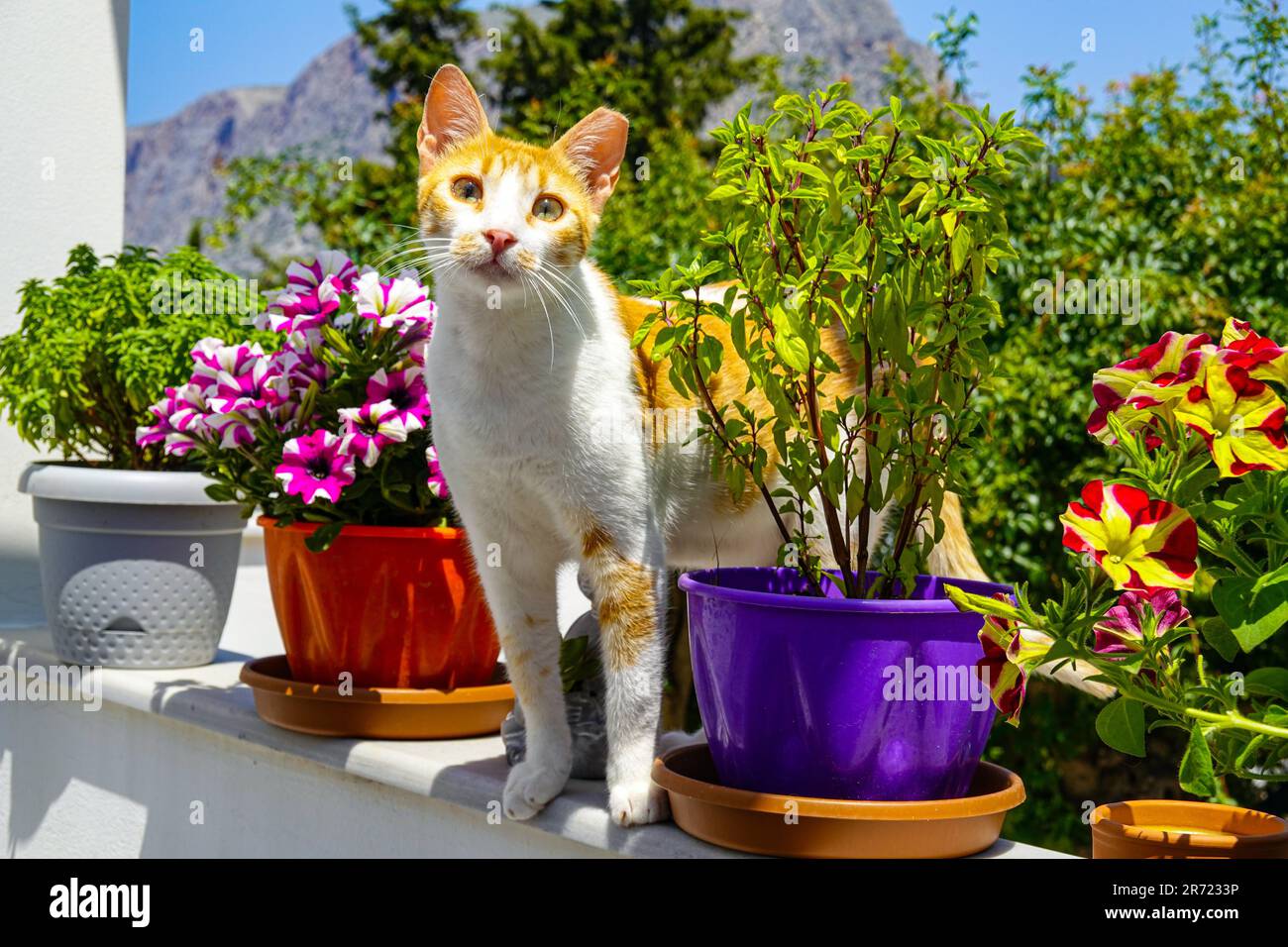 Neugierige griechische Katze und helle Frühlingsblumen auf der griechischen Insel Kalymnos, in der Dodekanes, Ägäis, Griechenland Stockfoto