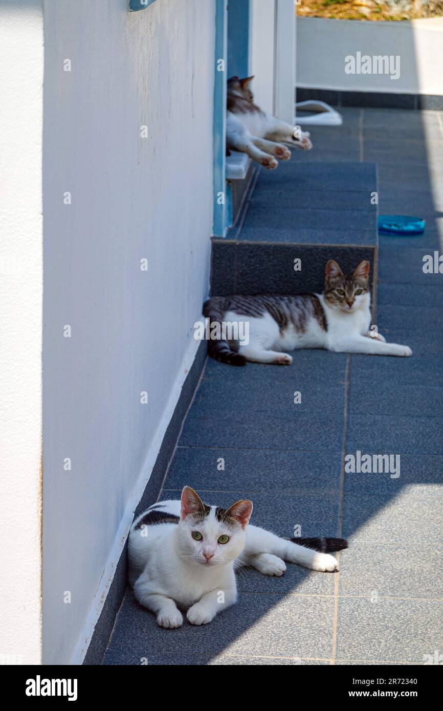 Griechische Katze im Schatten auf der griechischen Insel Kalymnos, in der Dodekanes, Ägäis, Griechenland Stockfoto