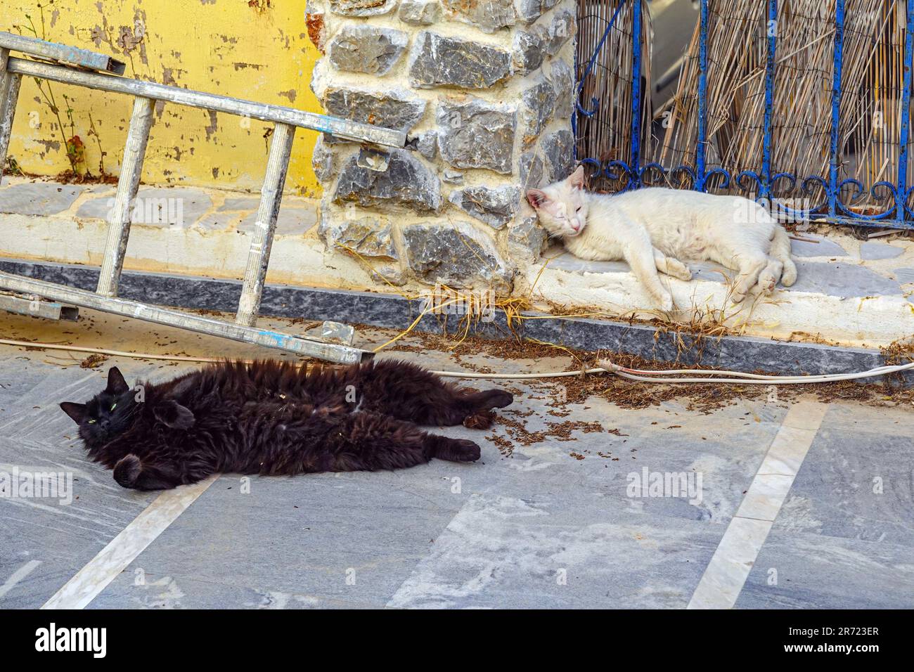 Schwarze Katze und weiße Katze liegen im Schmutz auf der griechischen Insel Kalymnos, in der Dodekanes, Ägäis, Griechenland Stockfoto