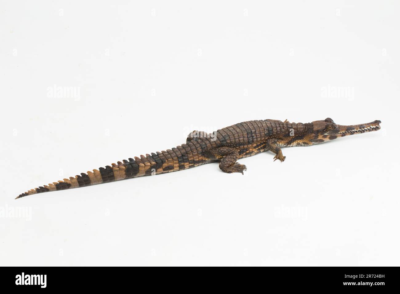 Falsches Gariakrokodil (Tomistoma schlegelii), isoliert auf weißem Hintergrund Stockfoto