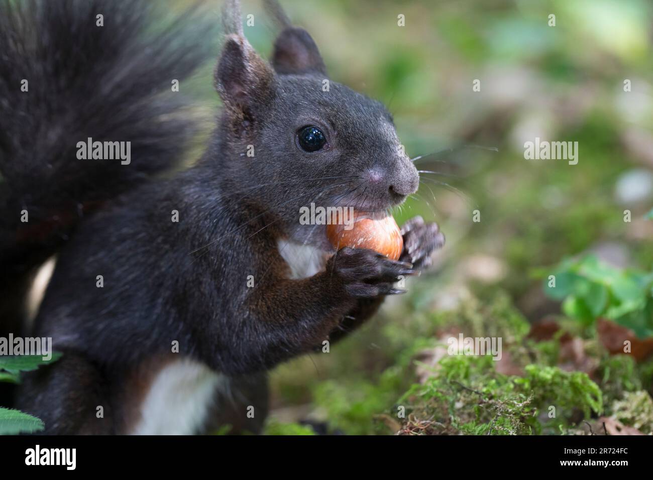 Eichhörnchen, frisst eine Haselnuss, Haselnuß, Nuss, Europäisches Eichhörnchen, Eurasisches Eichhörnchen, Sciurus vulgaris, Europäisches rotes Eichhörnchen Stockfoto