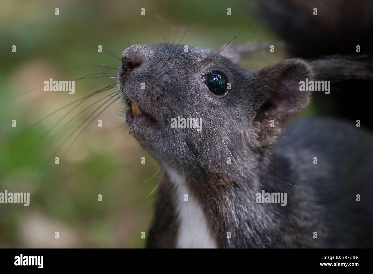 Eichhörnchen, Portrait mit sichtbaren Nagezähnen, Europäisches Eichhörnchen, Eurasisches Eichhörnchen, Sciurus vulgaris, Europäisches Eichhörnchen, Rotes Quadrat Stockfoto