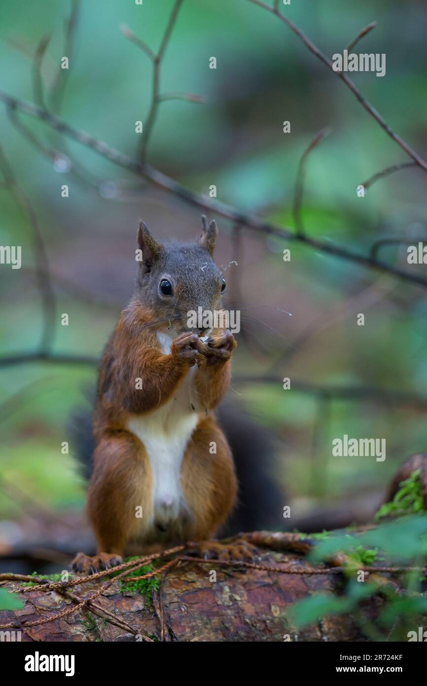 Eichhörnchen, frisst eine Haselnuss, HAselnuß, Europäisches Eichhörnchen, Sciurus vulgaris, Europäisches rotes Eichhörnchen, roter Squir Stockfoto