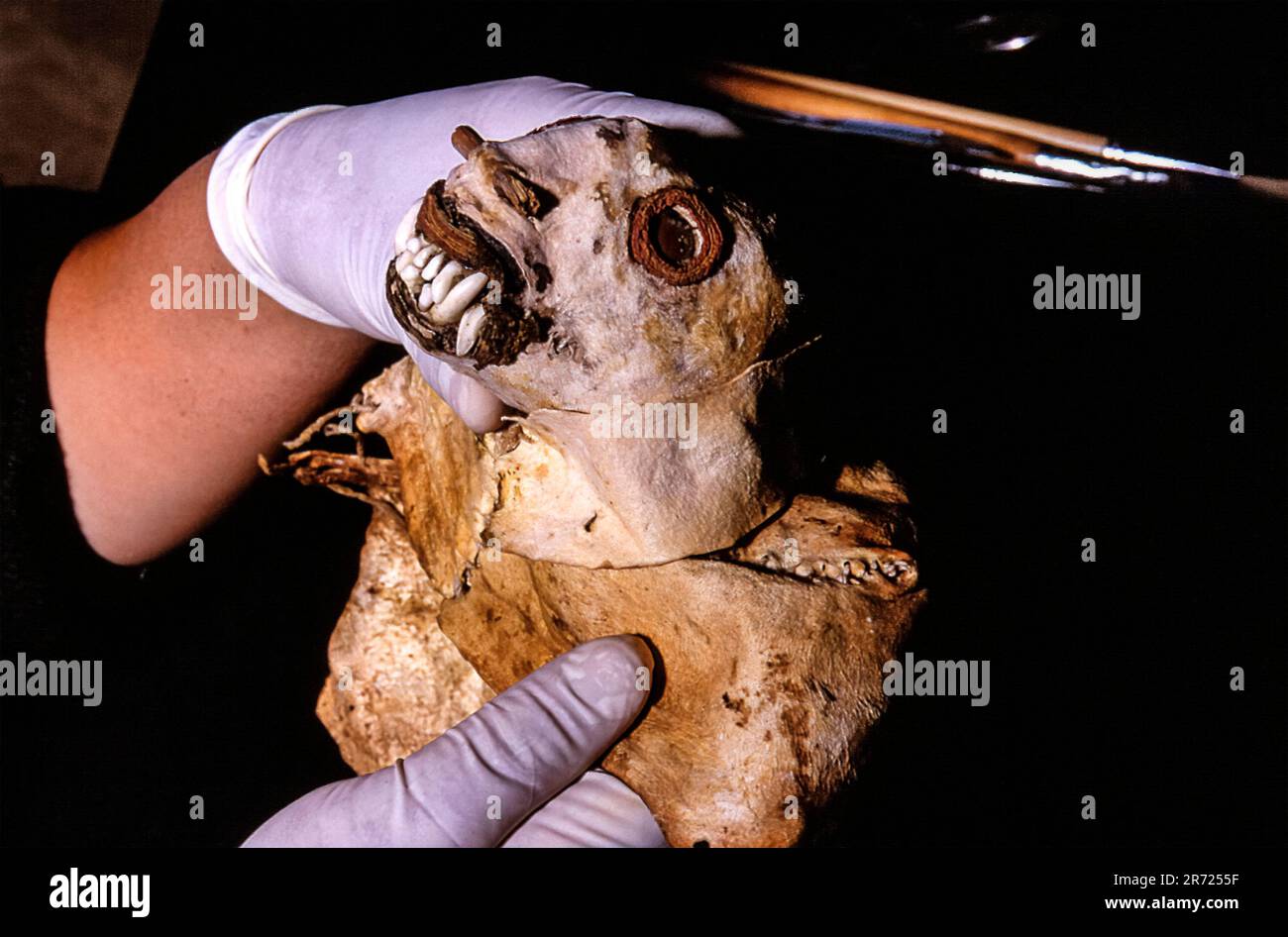 Perù Leymebamba die Restaurierung eines Lederkopfes mit dem Kopf einer Katze - im Labor des Zentrums Mallqui in Leymebamba - wurde 1997 aus dem Laguna de los Condores (Condor-See) geborgen. Stockfoto