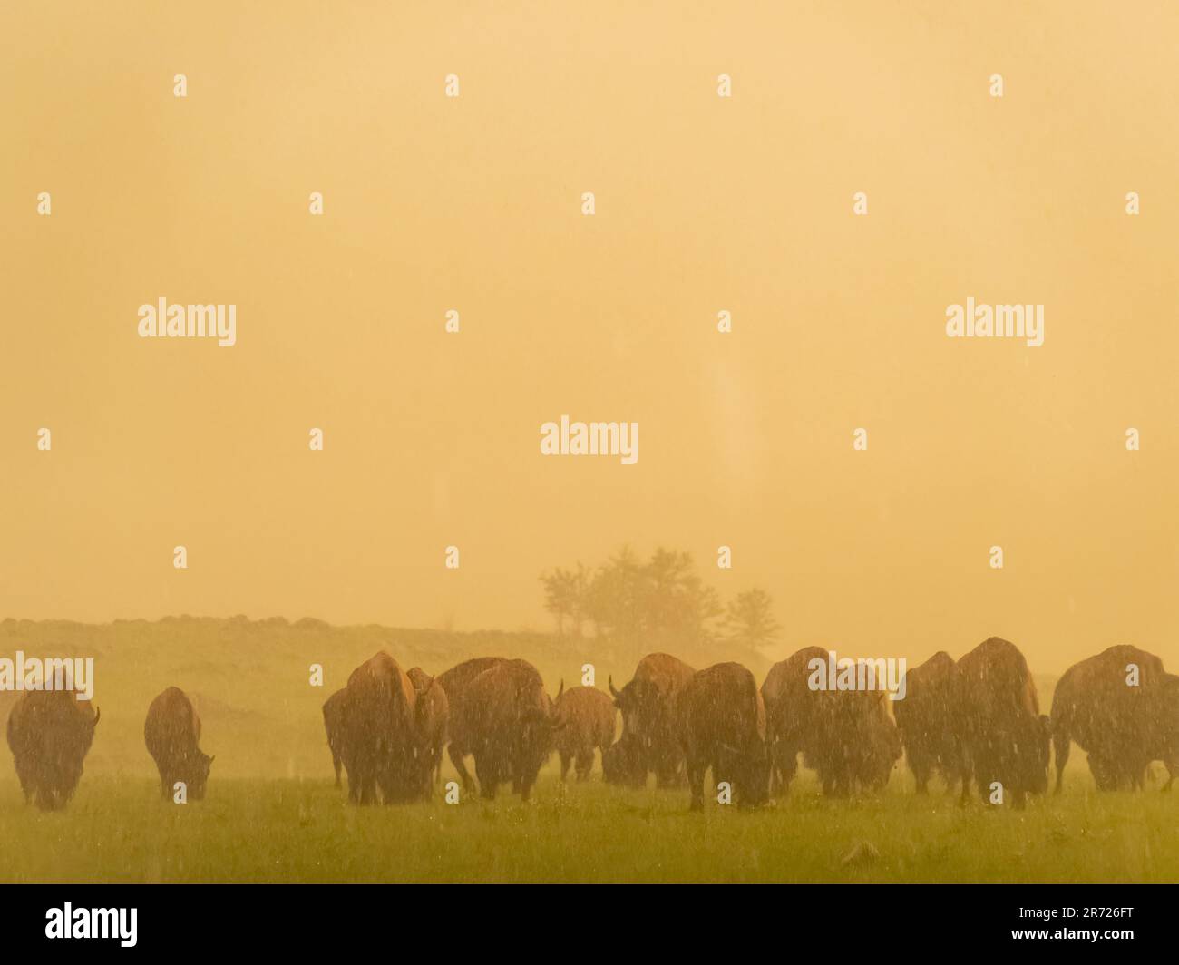 Nahaufnahme von vielen Bisons, die im Regen im Wichita Mountains National Wildlife Refuge in Oklahoma spazieren gehen Stockfoto