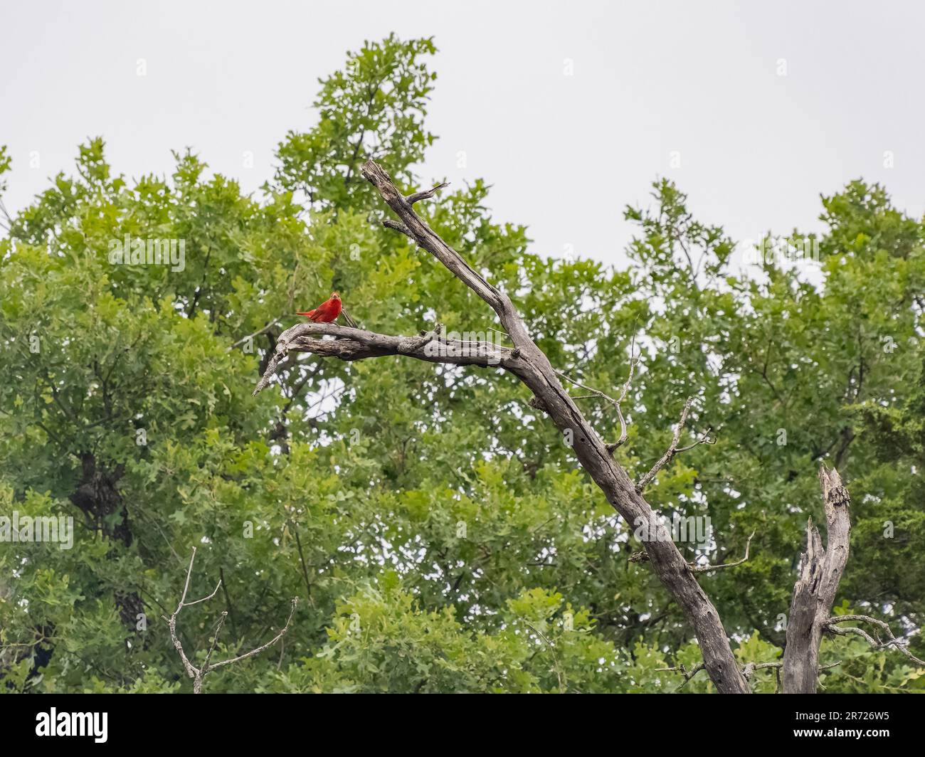 Nahaufnahme des Summer Tanager Birds auf dem French Lake Trail in Oklahoma Stockfoto