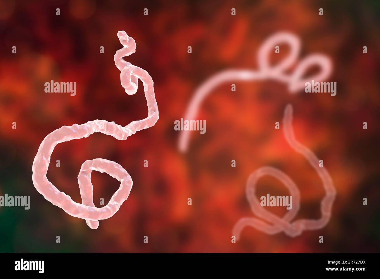 Ebola virus Partikel, computer Abbildung. Ebola Virus (EBOV) ist die Ursache der Krankheit Ebola Virus bei Menschen und Primaten. Es ist ein Seve Stockfoto