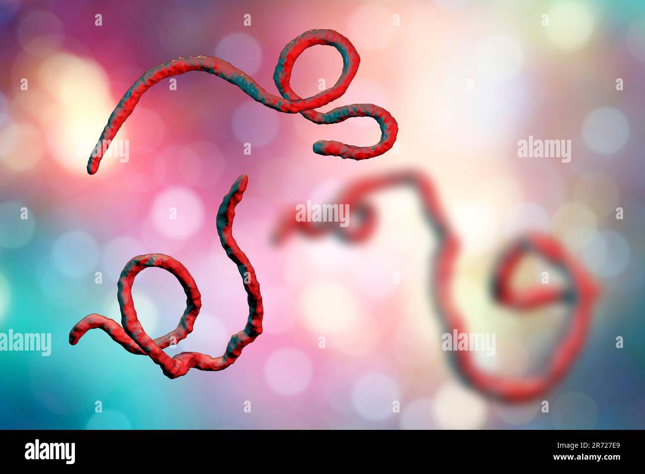 Ebola virus Partikel, computer Abbildung. Ebola Virus (EBOV) ist die Ursache der Krankheit Ebola Virus bei Menschen und Primaten. Es ist ein Seve Stockfoto