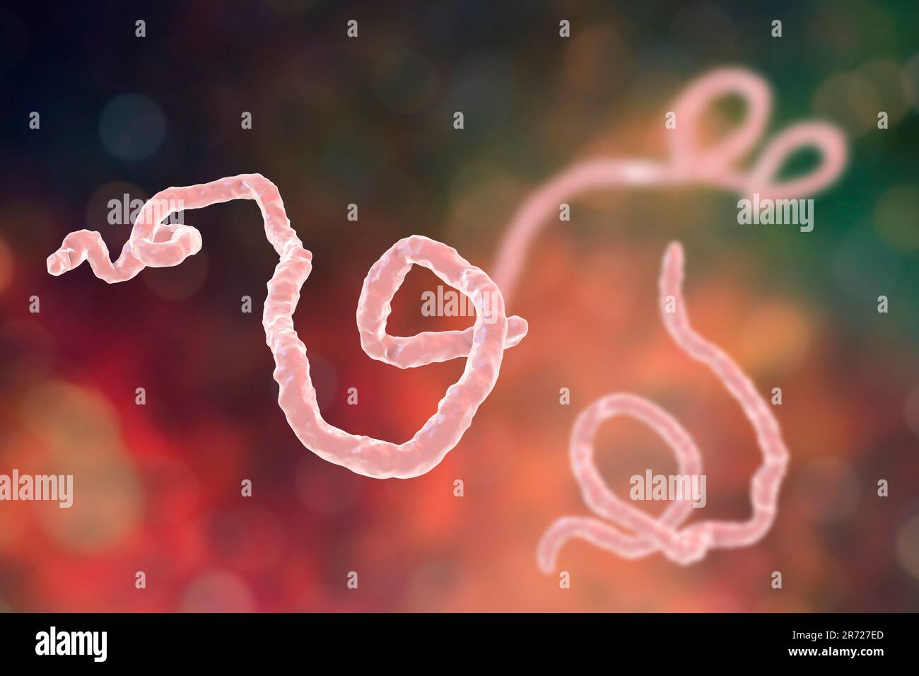 Ebola virus Partikel, computer Abbildung. Ebola Virus (EBOV) ist die Ursache der Krankheit Ebola Virus bei Menschen und Primaten. Es ist ein Seve Stockfoto