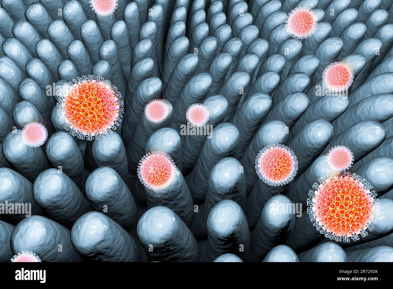Rotaviren infizieren den Darm, Computerkunstwerke. Das Viruspartikel besteht aus einem RNA-Kern (Ribonukleinsäure), der von einem dreischichtigen Kapsid umgeben ist Stockfoto
