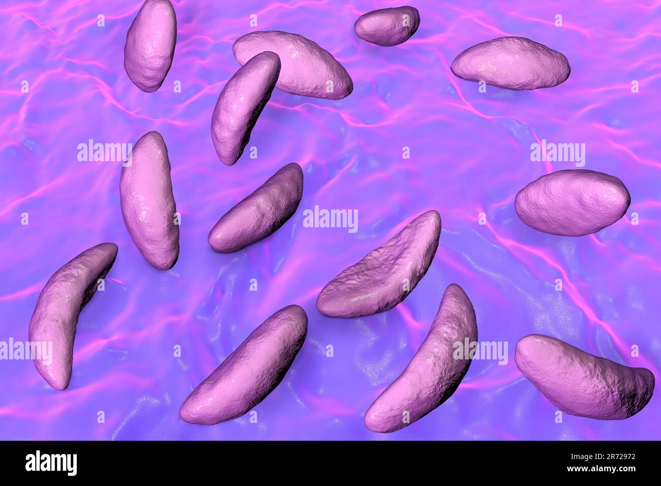 Toxoplasma gondii im Tachyzoitstadium, Illustration. T. gondii ist eine Art parasitärer Protozoen, die von allen bekannten Säugetieren getragen werden kann. Es verursacht Stockfoto