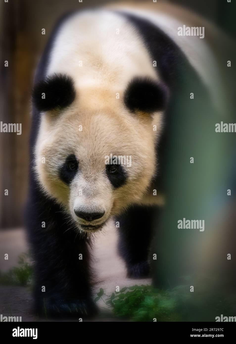 Nahaufnahme eines hungrigen, spalivierenden Pandabären, der in china in die Kamera schaut Stockfoto