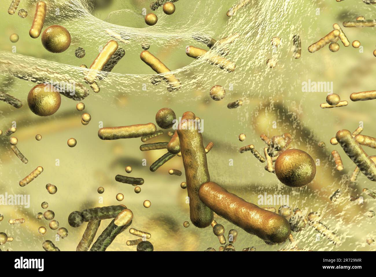 Sphärische Bakterien und stabförmige Bakterien im Biofilm, Abbildung. Ein Biofilm ist eine Bakterienkolonie, die eine Beschichtung auf einer Oberfläche bildet. Gemeinsame p Stockfoto