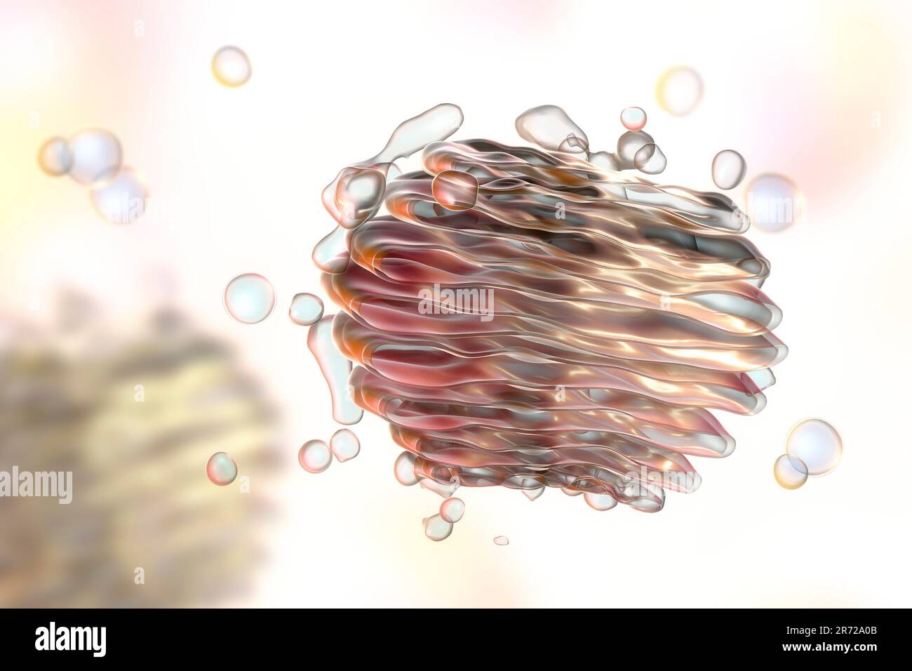 Golgi system Fotos und Bildmaterial in hoher Auflösung Alamy