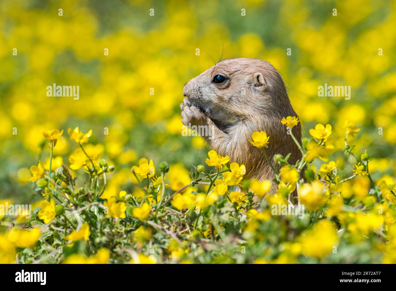 Schwarzer Präriehund (Cynomys ludovicianus), Junghund aus den Great Plains of North America, der im Frühling Blumen isst Stockfoto