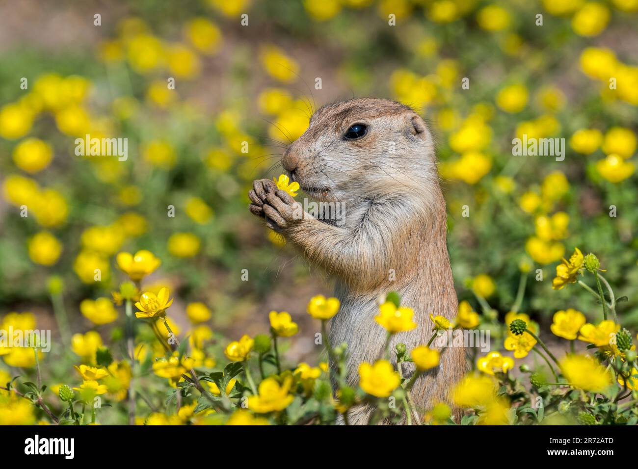 Schwarzer Präriehund (Cynomys ludovicianus), Junghund aus den Great Plains of North America, der im Frühling Blumen isst Stockfoto