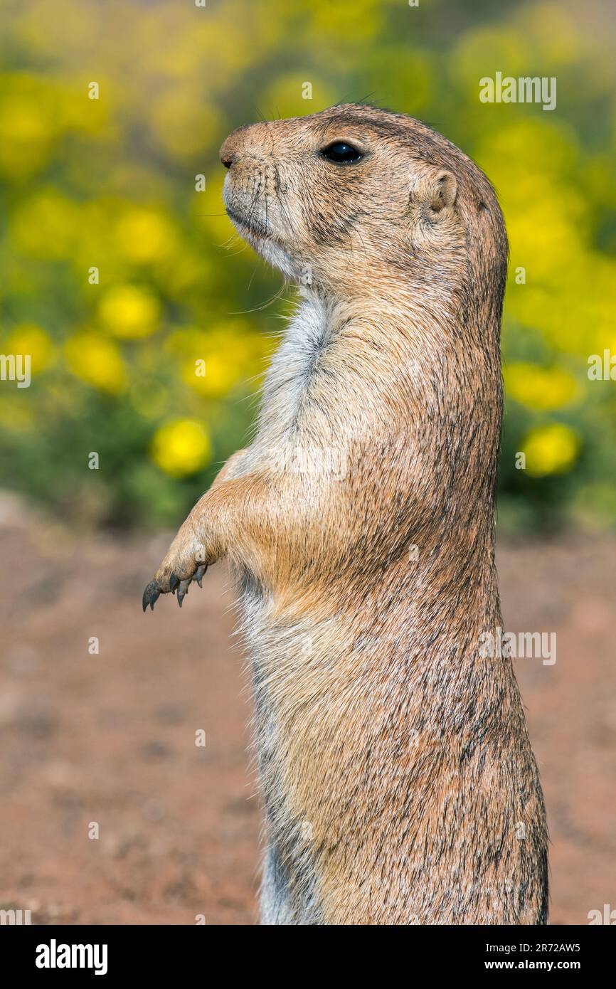 Beunruhigter Schwarzschwanzpräriehund (Cynomys ludovicianus) auf dem Aussichtspunkt der Kolonie, die in den Great Plains von Nordamerika heimisch ist Stockfoto