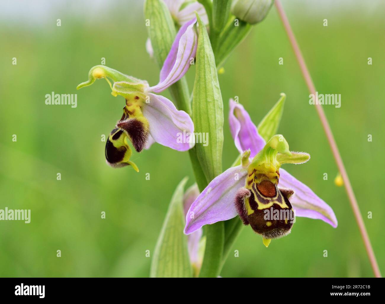 Ophrys apifera, die Bienenorchidee in der Nähe von Perchtoldsdorf Stockfoto