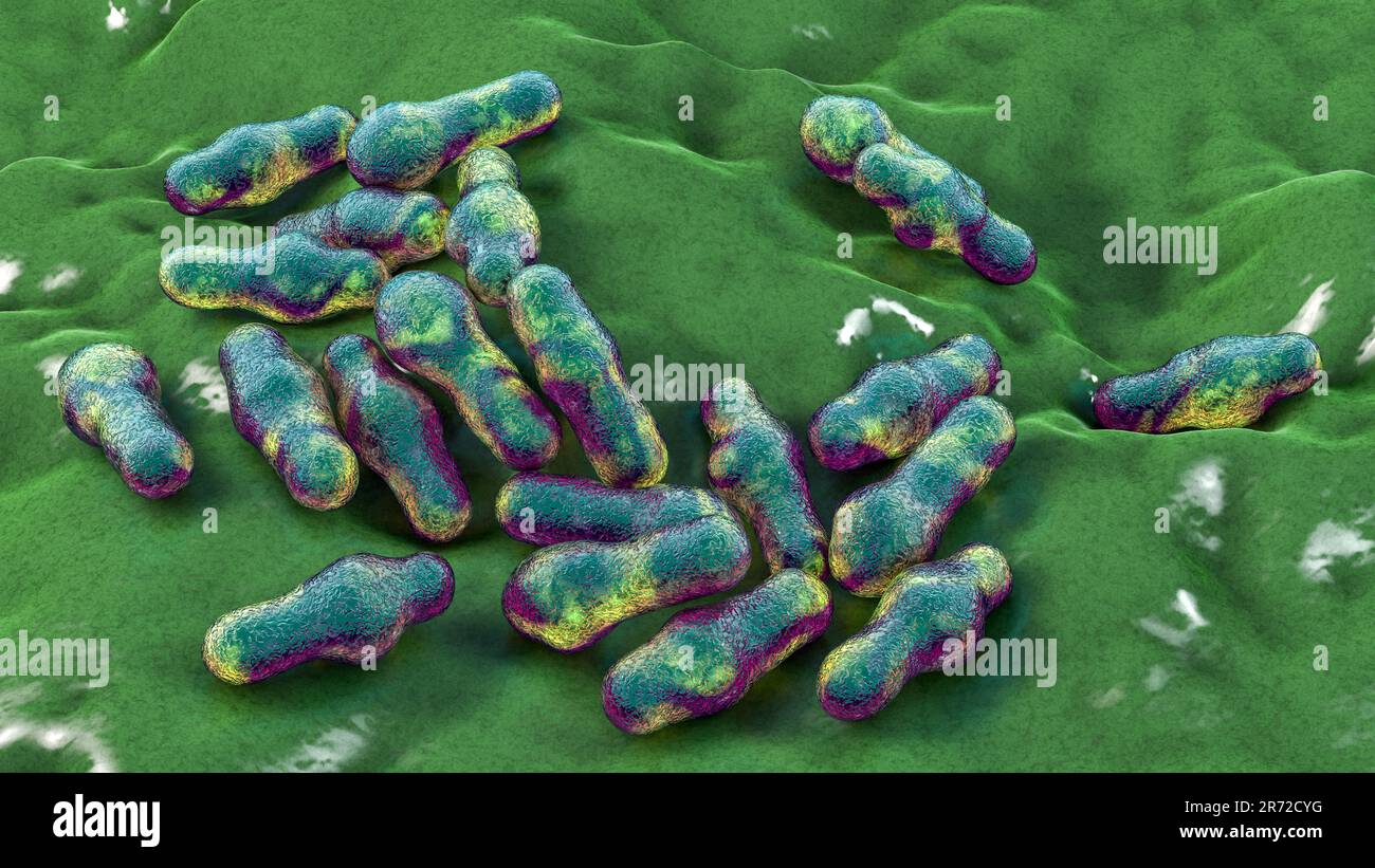 Clostridium Bakterien, Computer Illustration. Clostridien sind sporenbildende Bakterien, zu denen mehrere humanpathogene Spezies gehören, C. difficile, C. tet Stockfoto