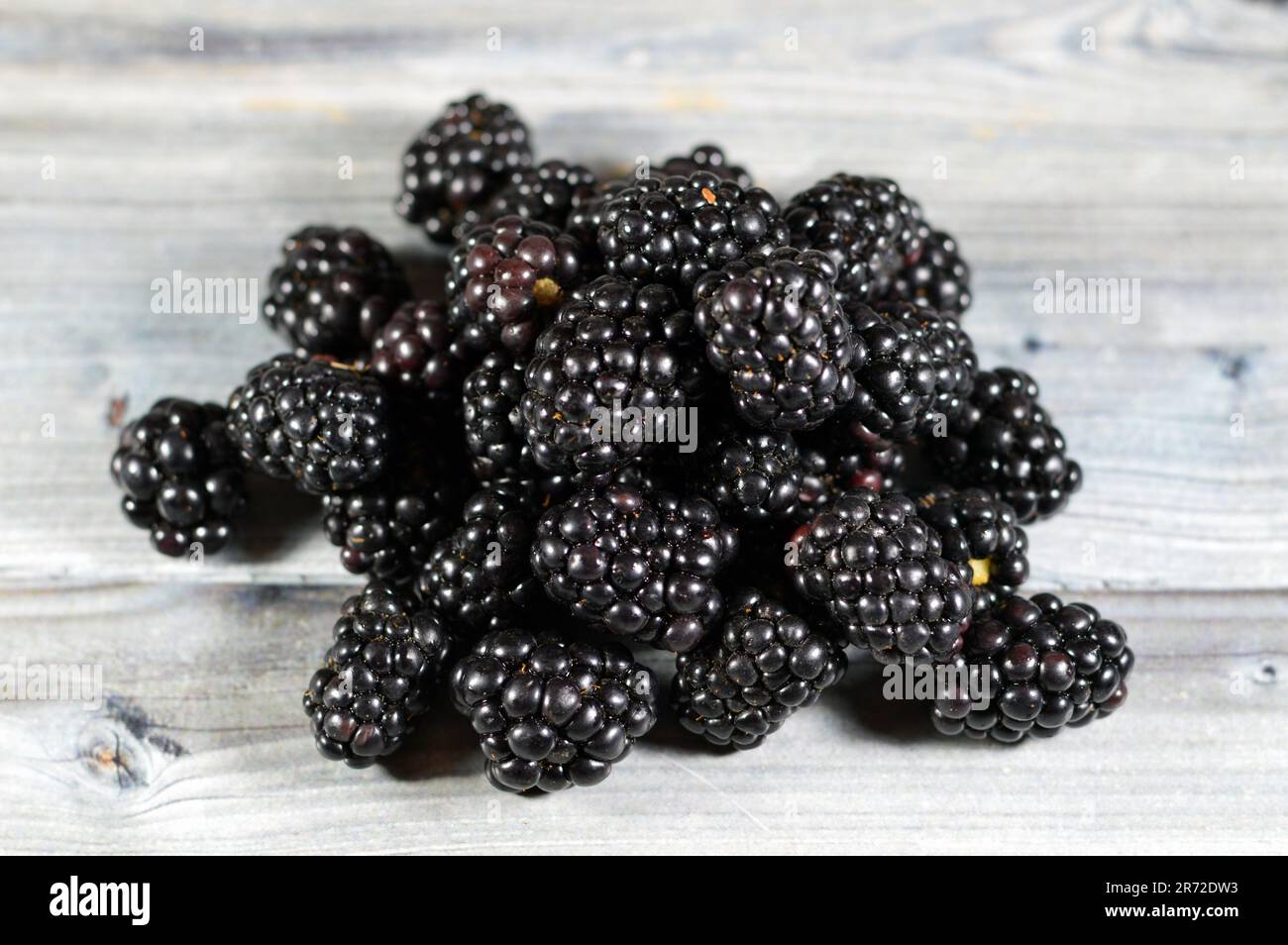 Brombeere, essbare Frucht vieler Arten der Gattung Rubus in der Familie ...